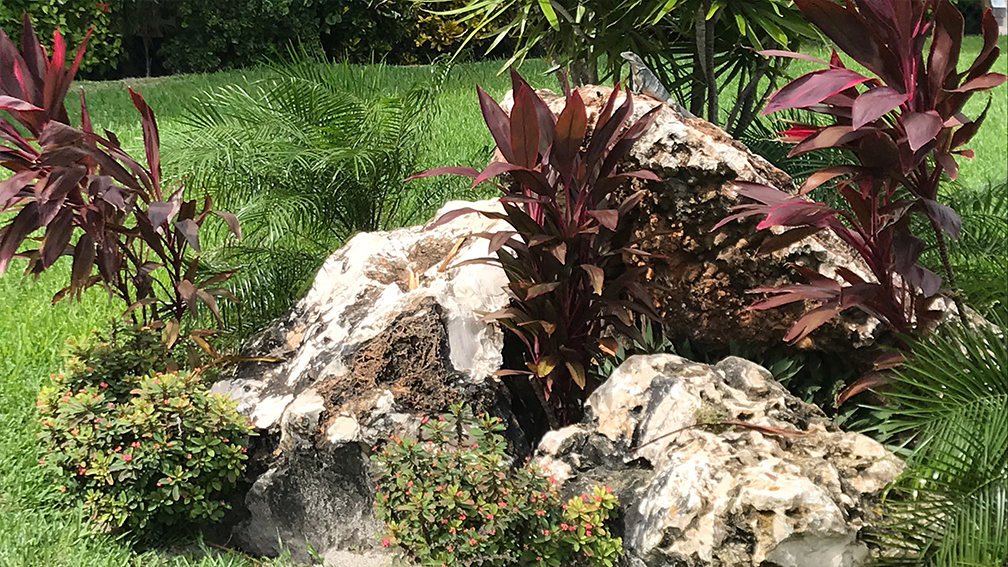 Carribean Landscaping