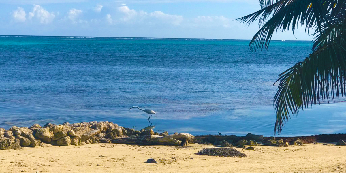 Caribbean Beach